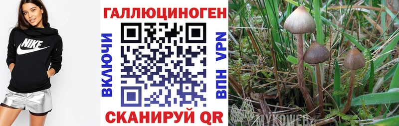 omg ССЫЛКА  магазин    Нижний Ломов  Псилоцибиновые грибы Psilocybine cubensis 